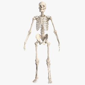 Male Skeleton Full Body 3D